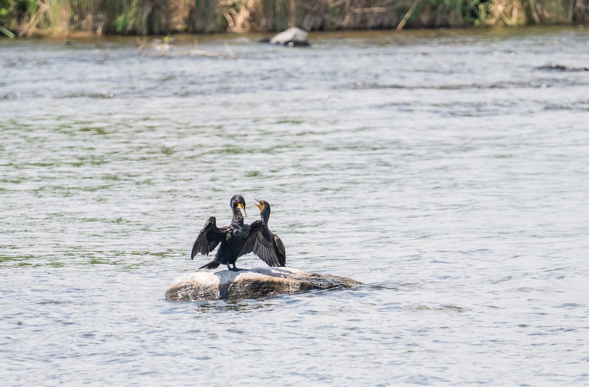 Double-crested Cormorant - ML638725255