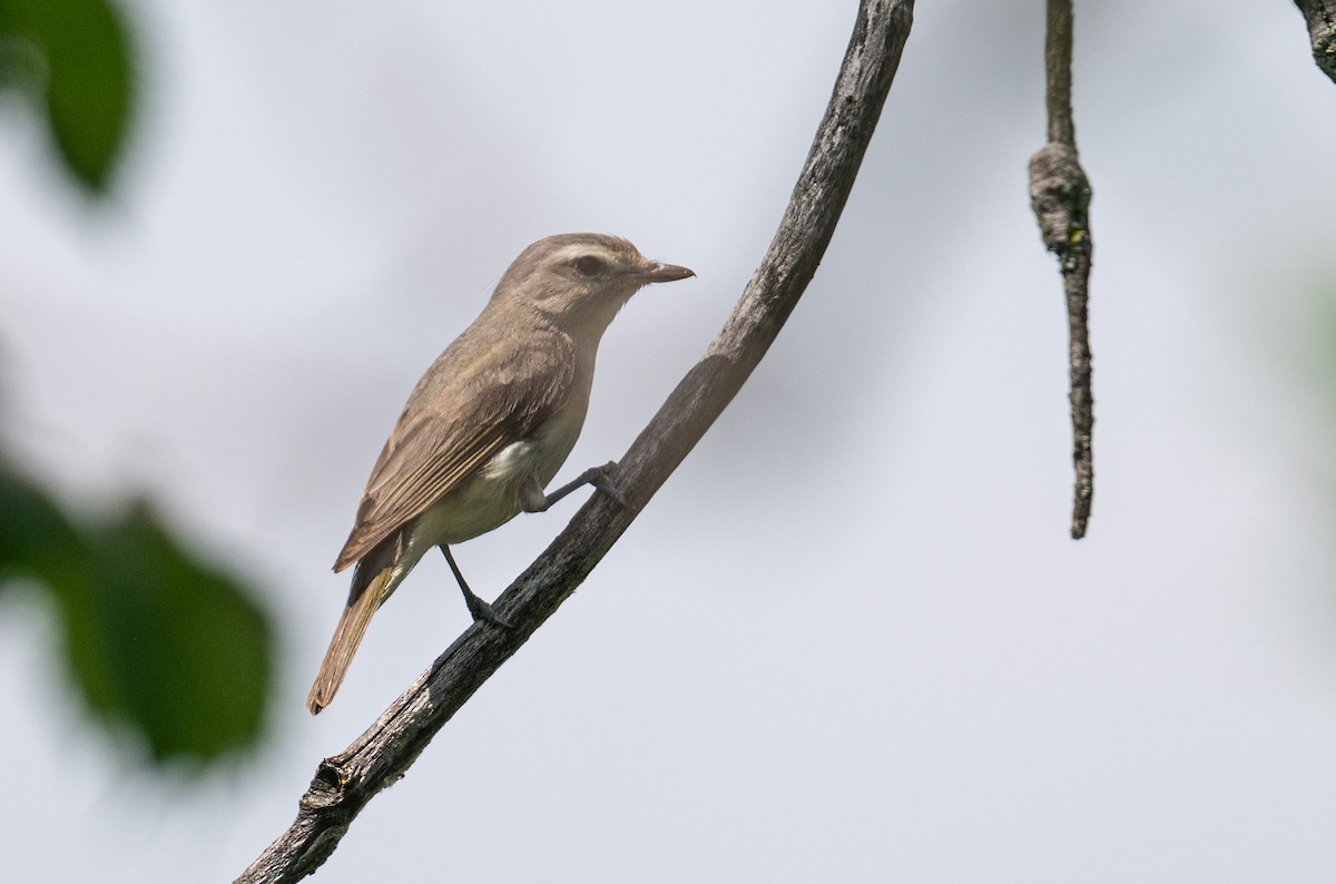 Warbling Vireo - ML638725274