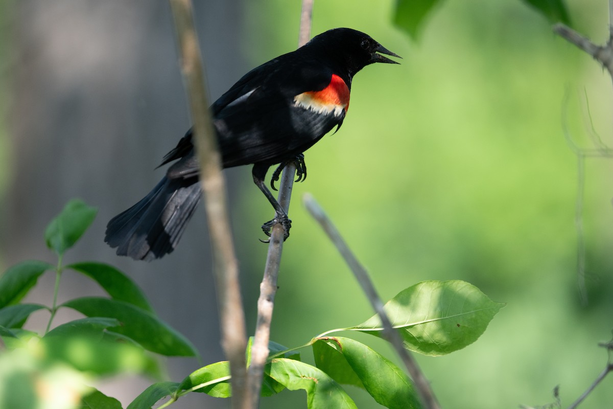 Red-winged Blackbird - ML638725283