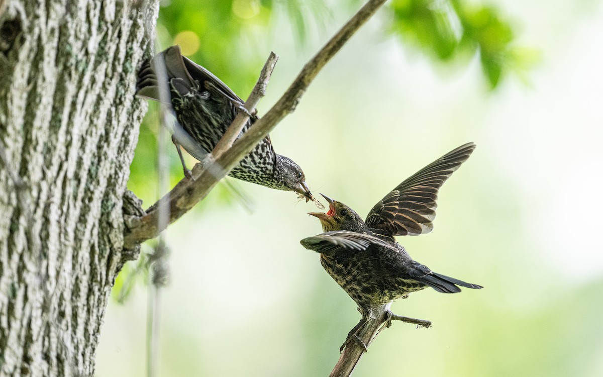 Red-winged Blackbird - ML638725286