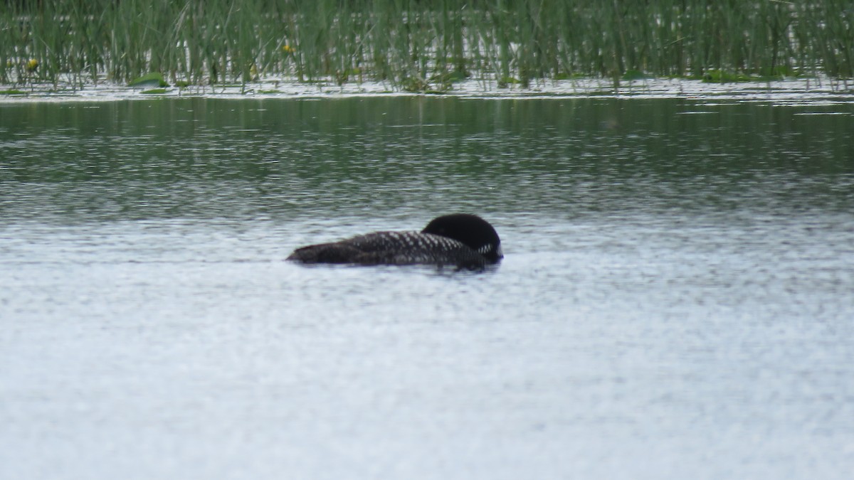 Common Loon - ML638725299