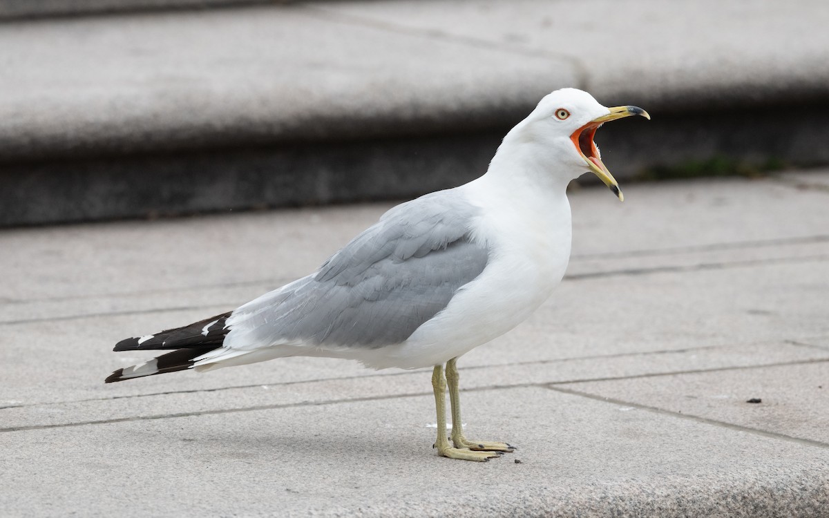 Ring-billed Gull - ML638725300