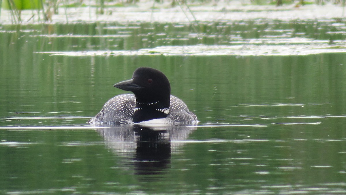 Common Loon - ML638725301