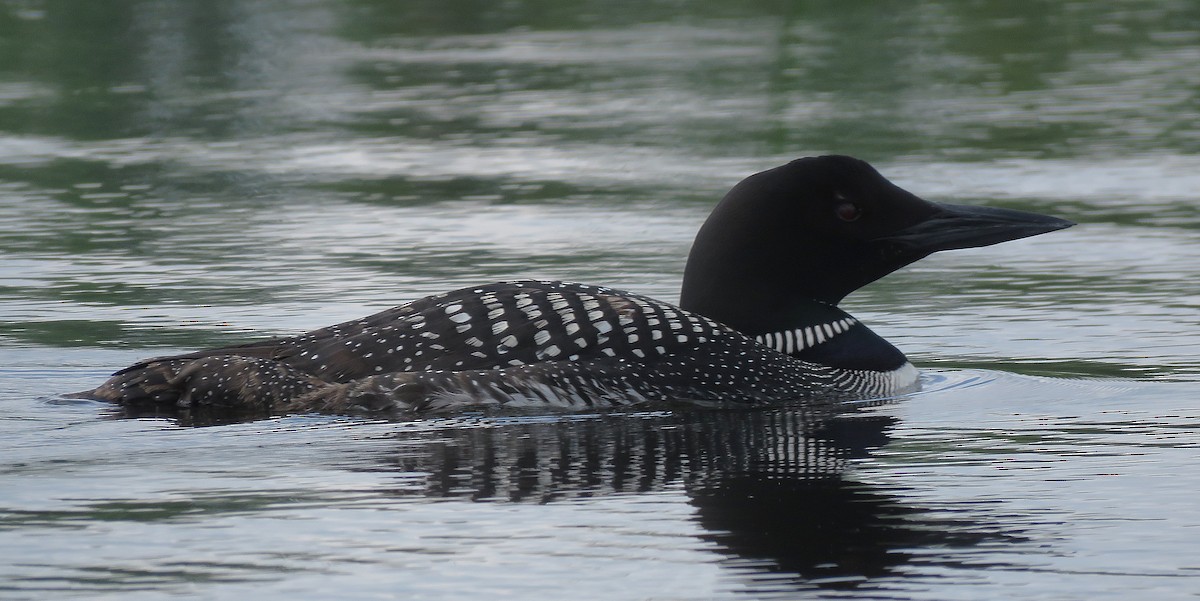 Common Loon - ML638725302