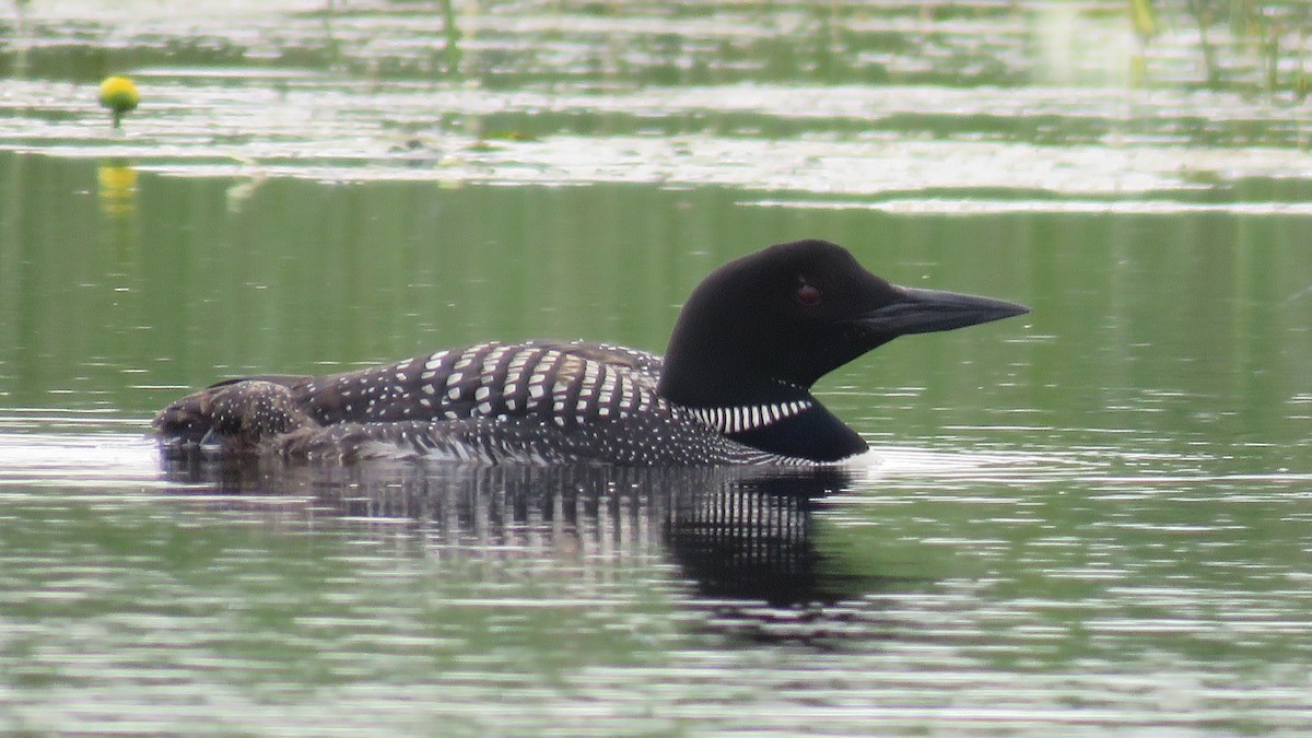 Common Loon - ML638725303