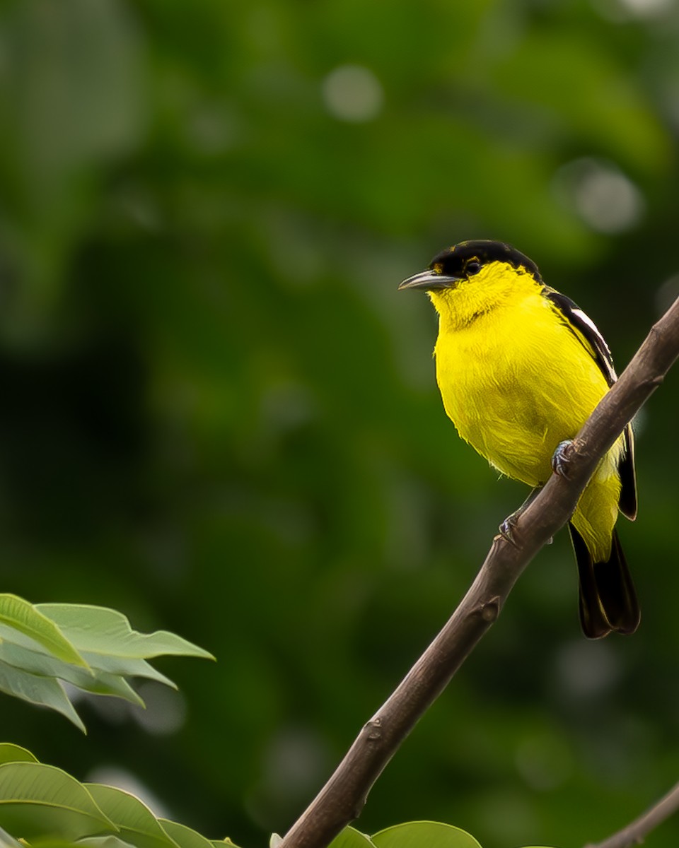 Common Iora - ML638725325