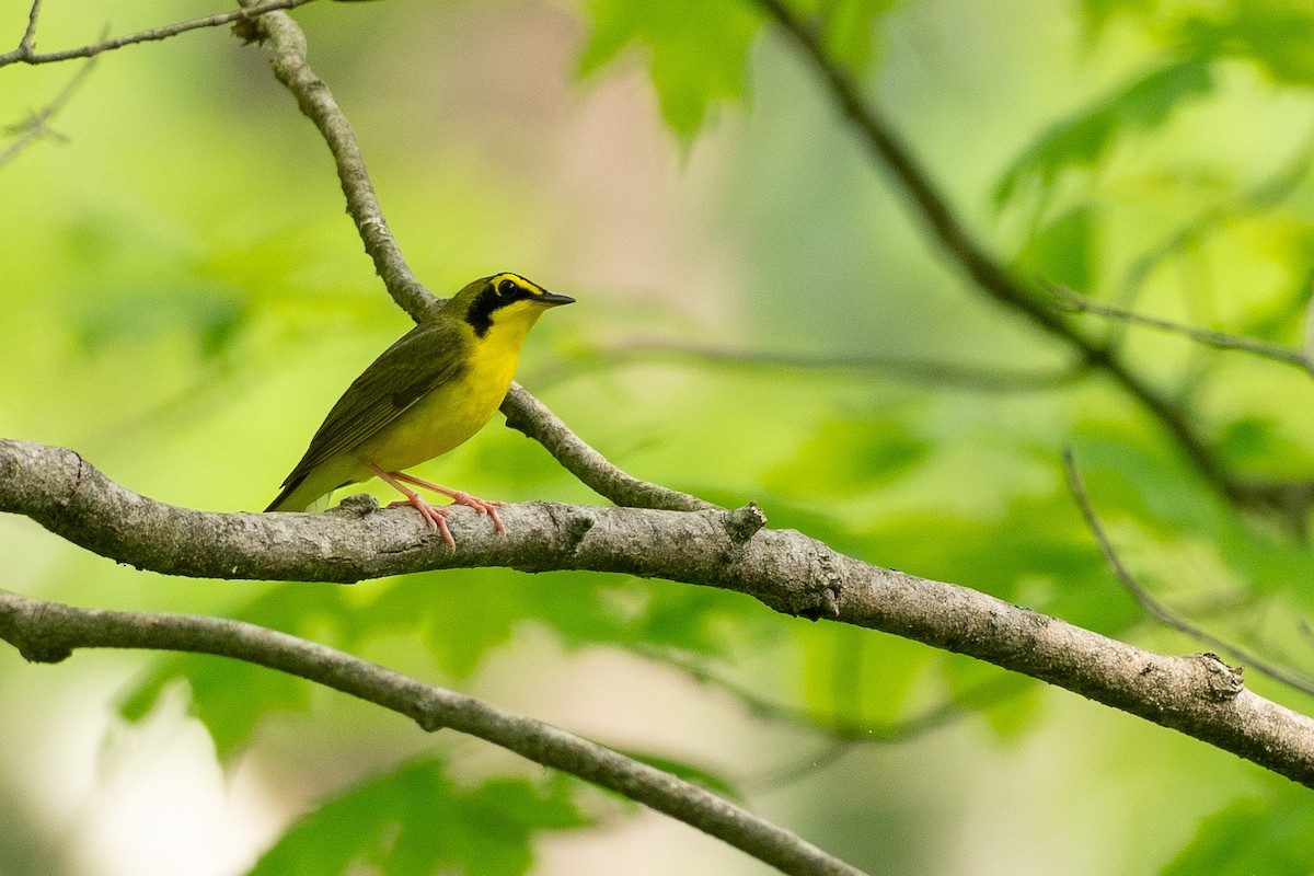 Kentucky Warbler - ML638725326