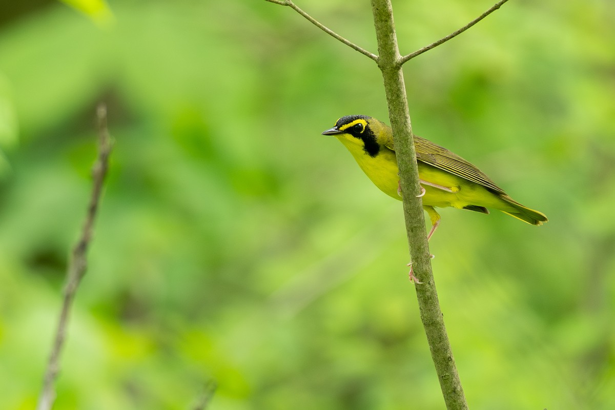 Kentucky Warbler - ML638725328