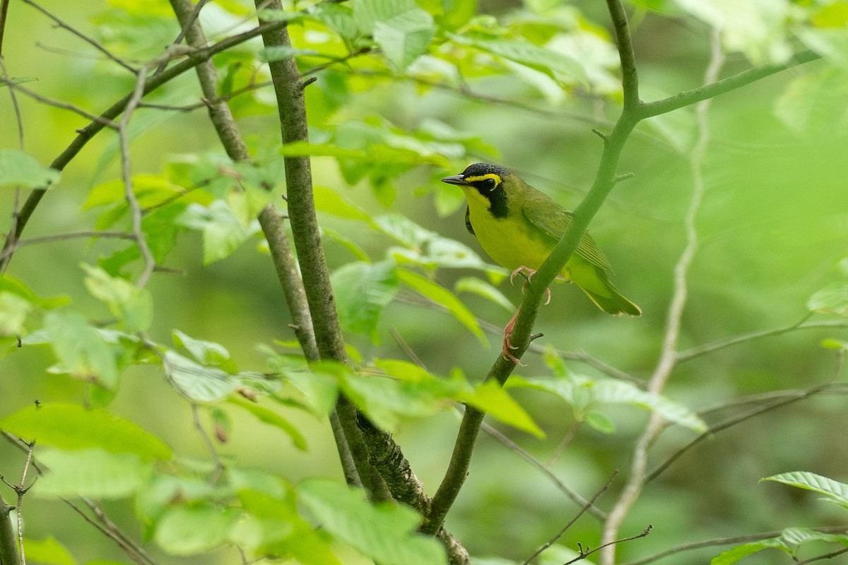 Kentucky Warbler - ML638725329