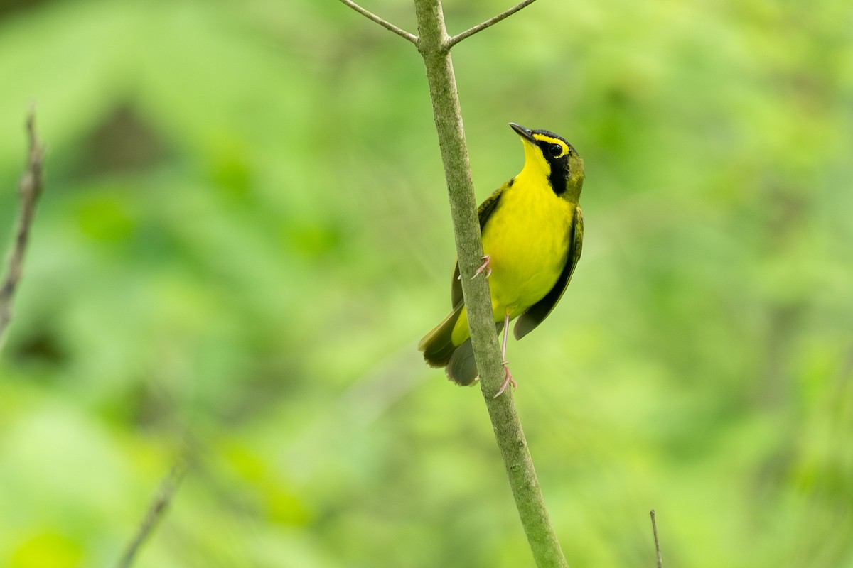 Kentucky Warbler - ML638725330