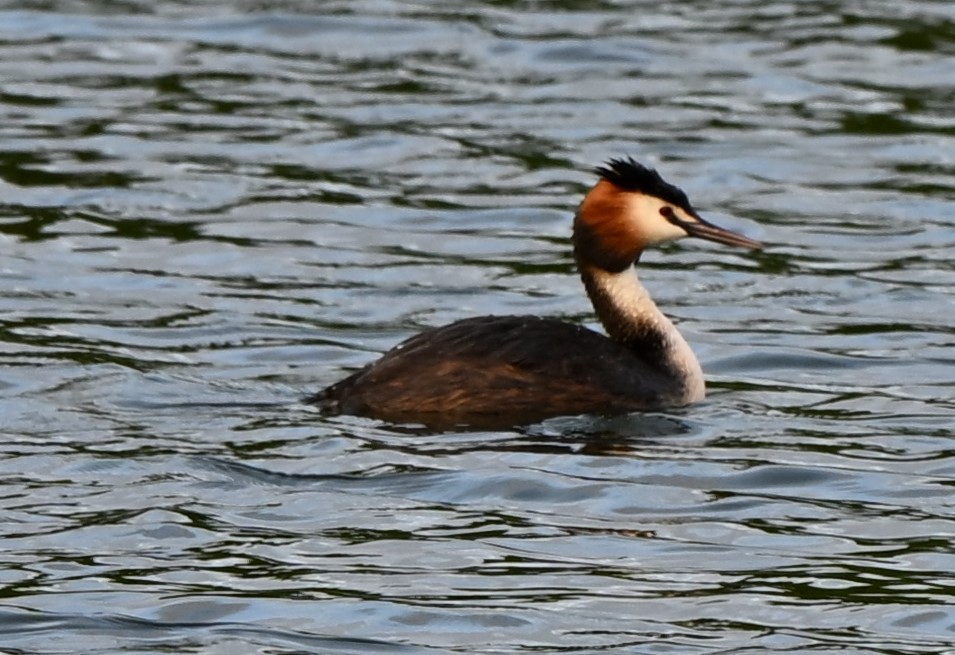 Great Crested Grebe - ML638725332