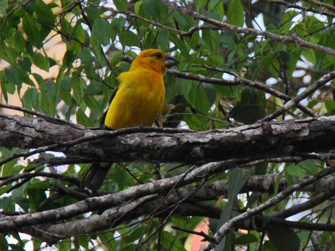 Golden Grosbeak - ML638725335