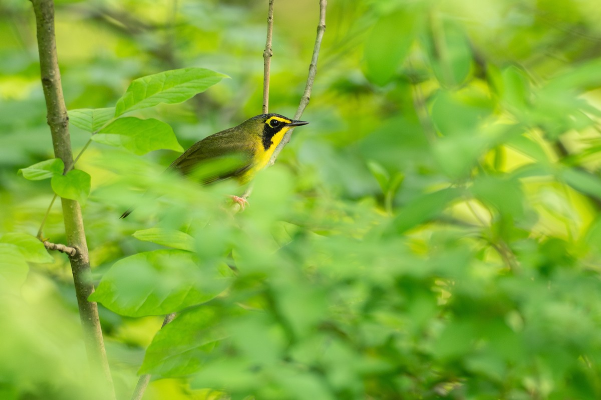 Kentucky Warbler - ML638725336