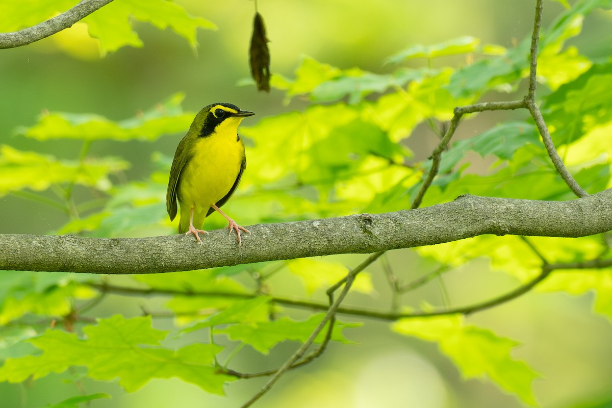 Kentucky Warbler - ML638725337