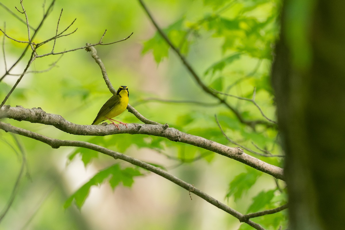 Kentucky Warbler - ML638725339