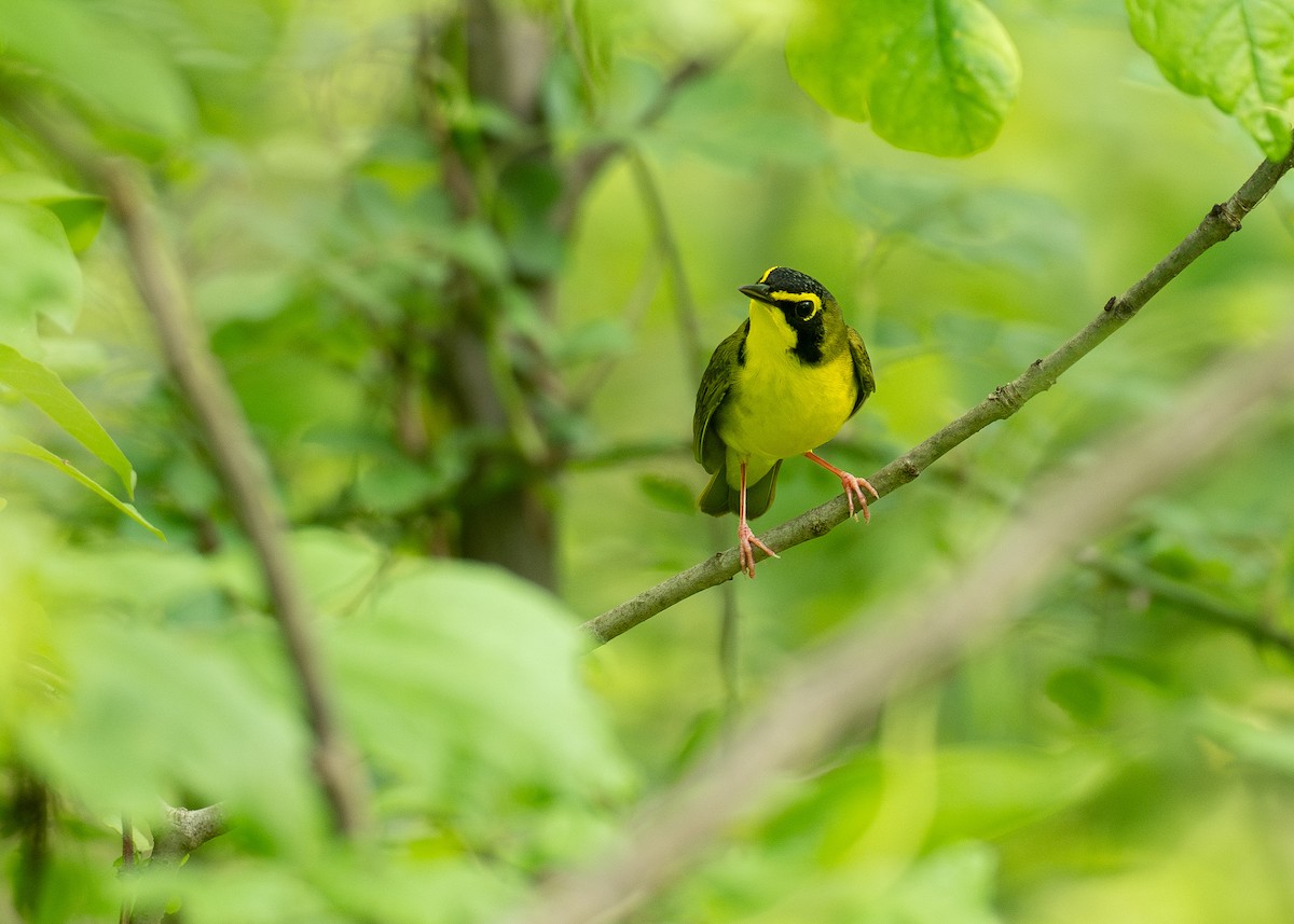 Kentucky Warbler - ML638725340