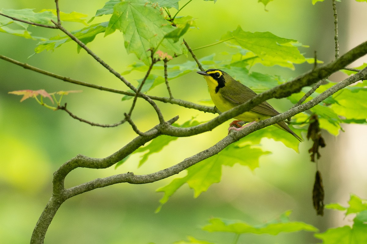 Kentucky Warbler - ML638725341