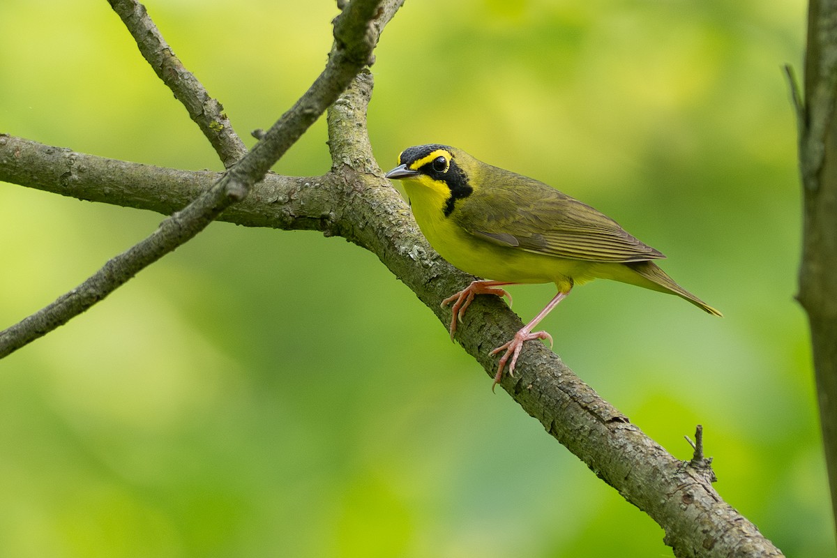 Kentucky Warbler - ML638725342