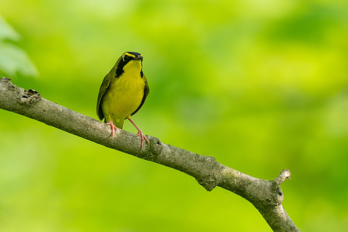 Kentucky Warbler - ML638725344