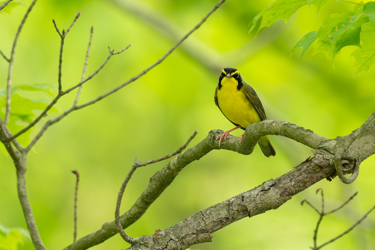Kentucky Warbler - ML638725345