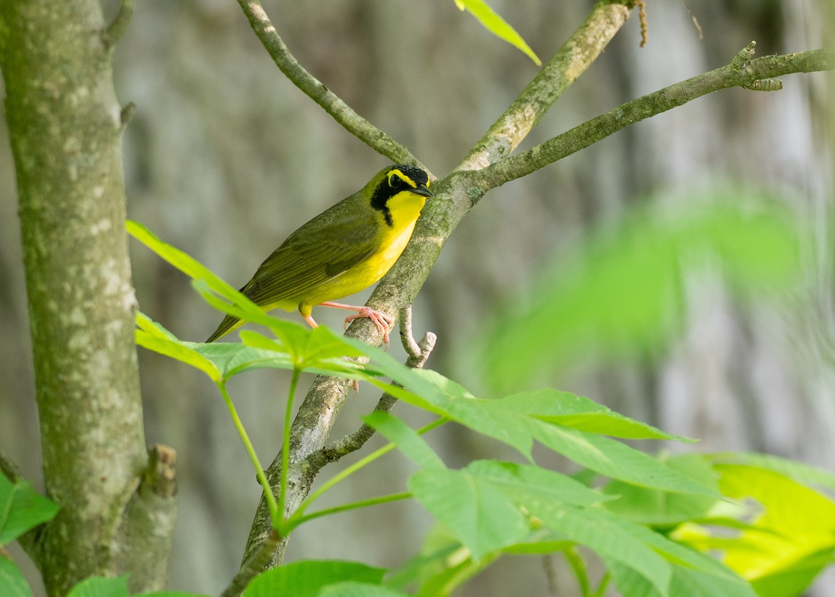 Kentucky Warbler - ML638725346
