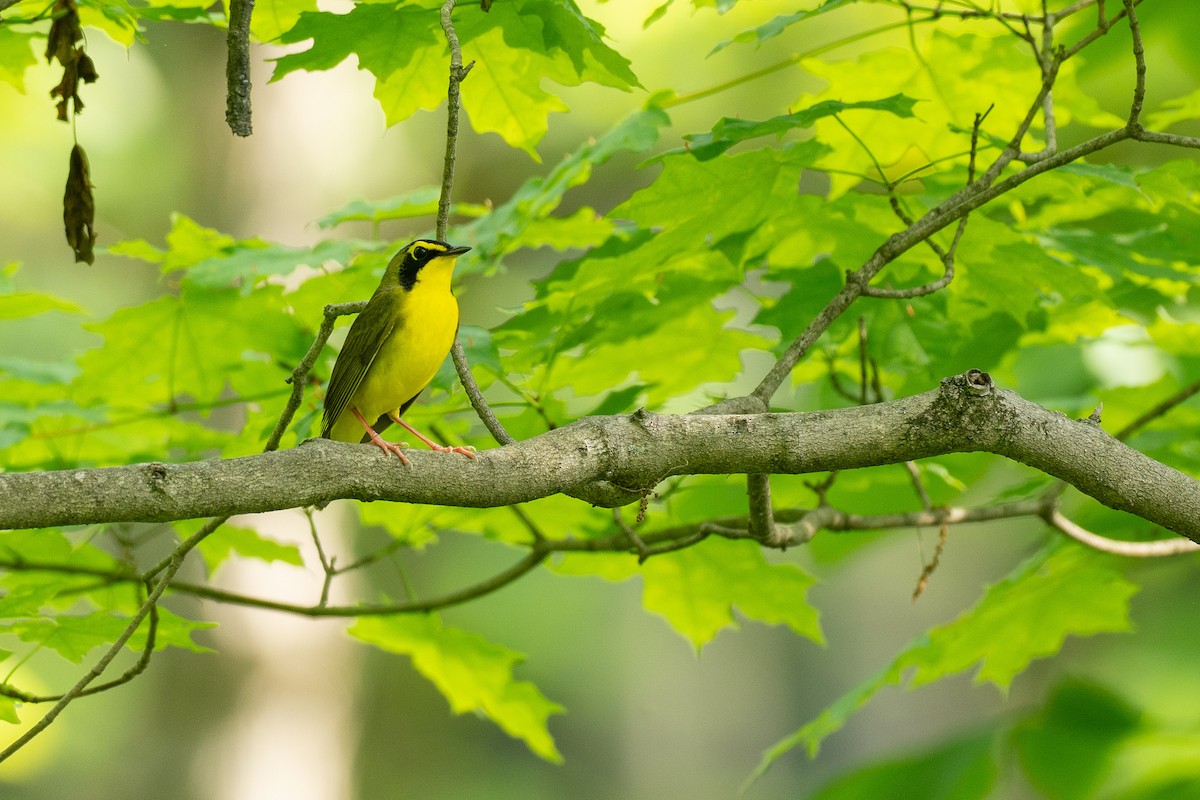 Kentucky Warbler - ML638725347