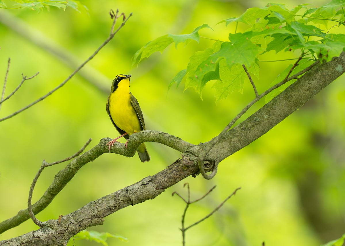 Kentucky Warbler - ML638725348