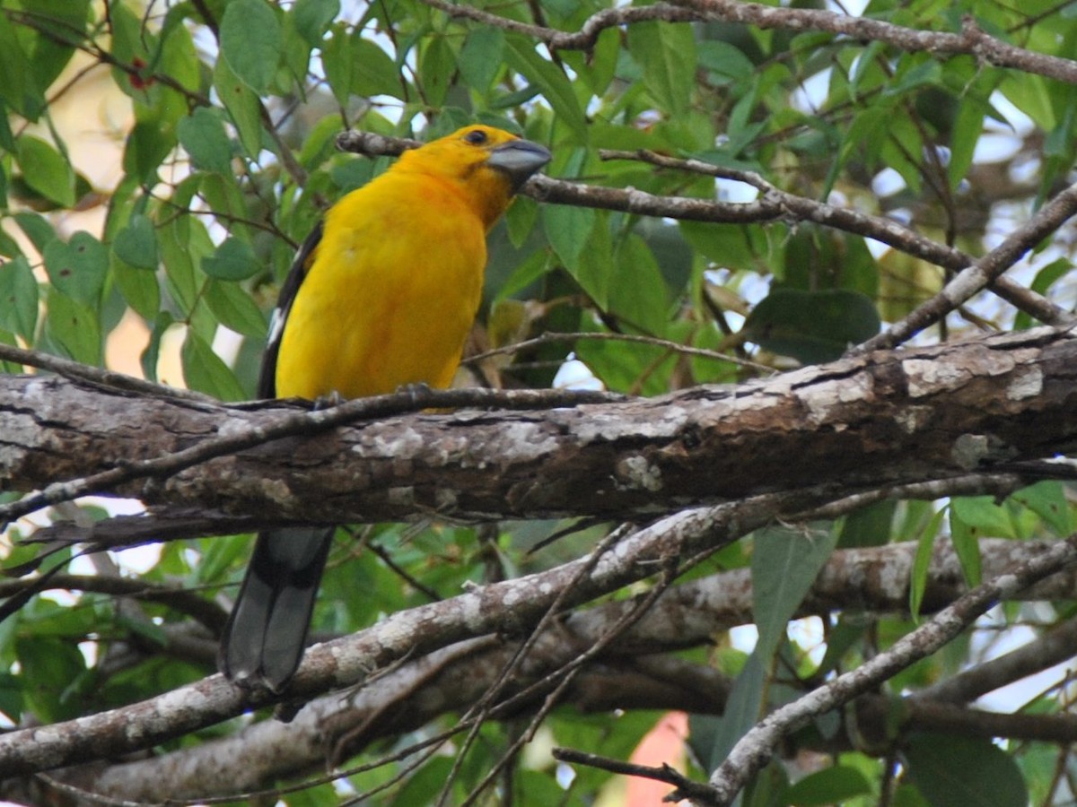 Golden Grosbeak - ML638725349