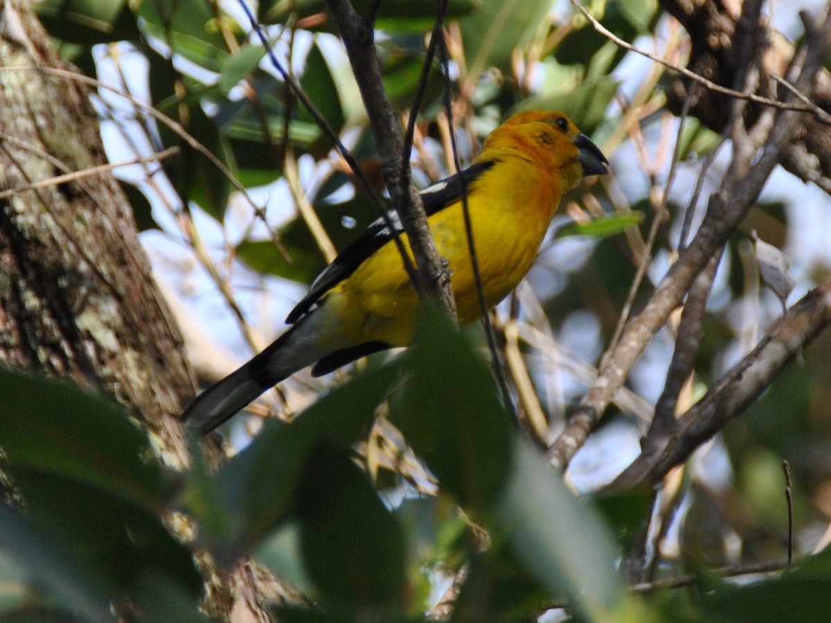 Golden Grosbeak - ML638725352