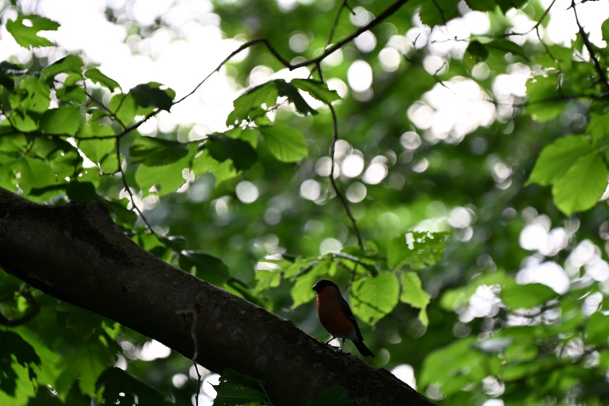 Eurasian Bullfinch - ML638725353