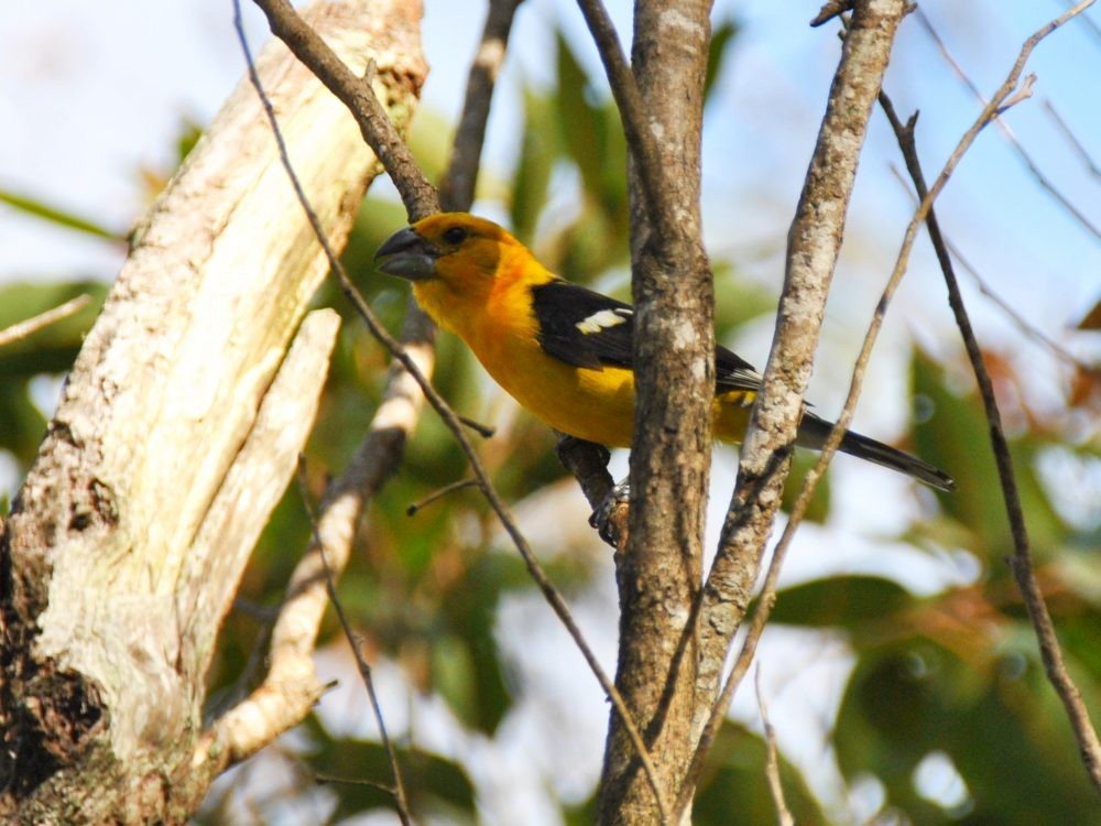 Golden Grosbeak - ML638725357