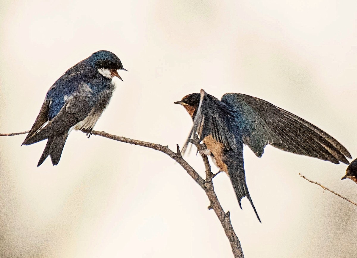 Tree Swallow - ML638725358