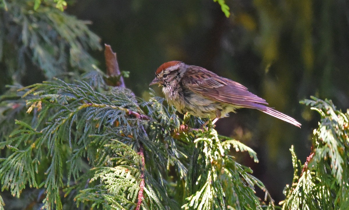 Chipping Sparrow - ML638725360