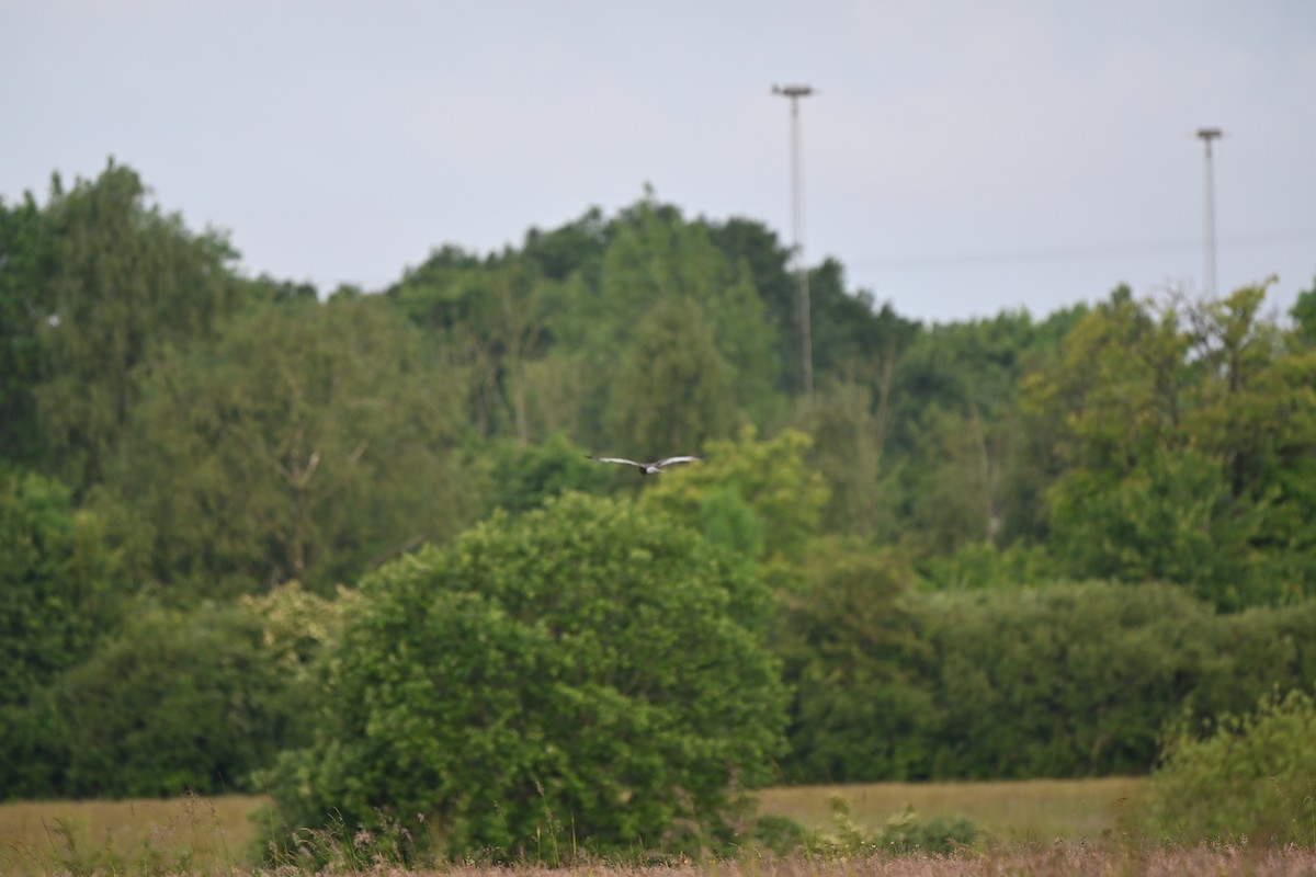Western Marsh Harrier - ML638725369
