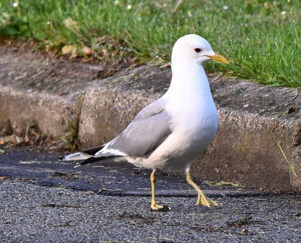Common Gull - ML638725379