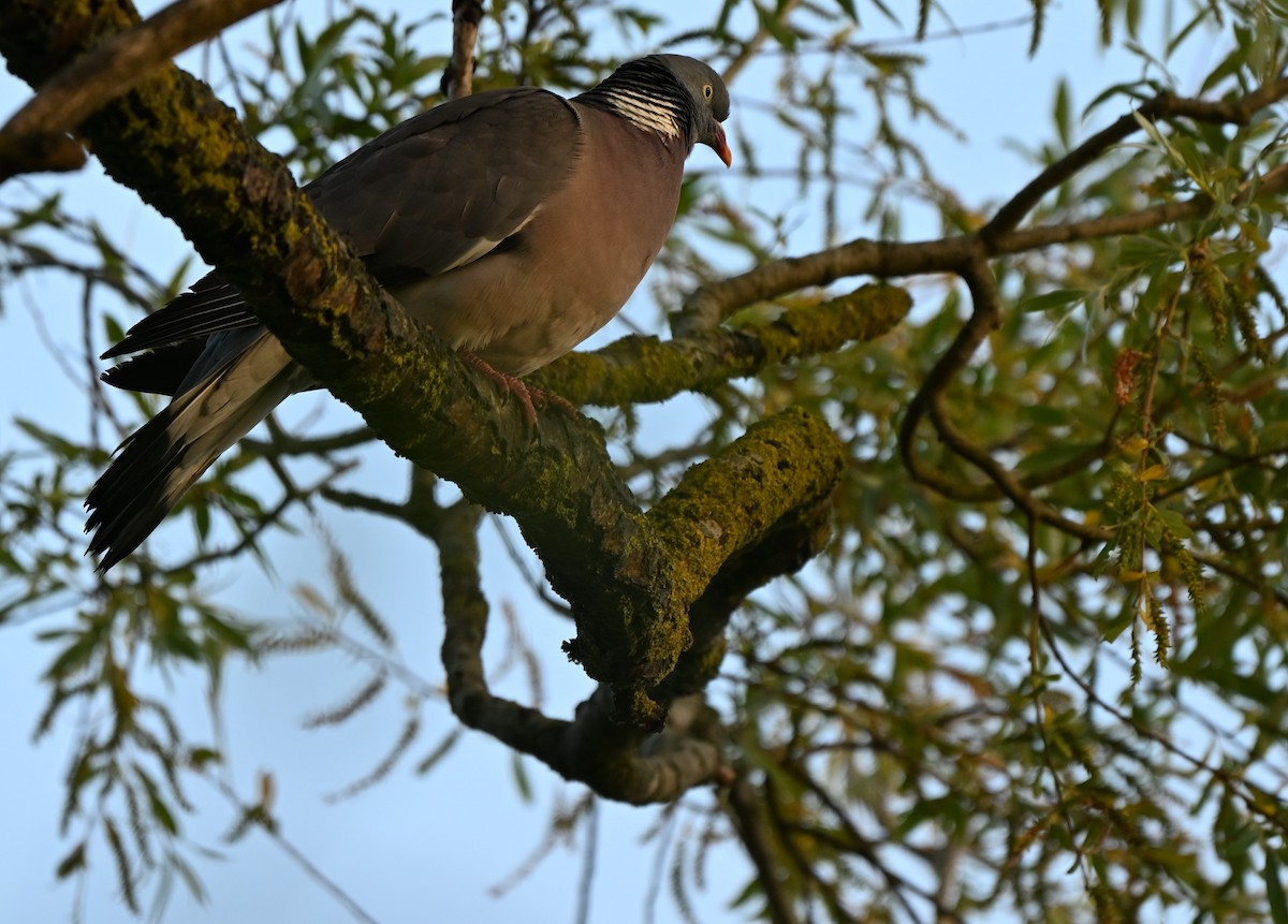 Common Wood-Pigeon - ML638725389