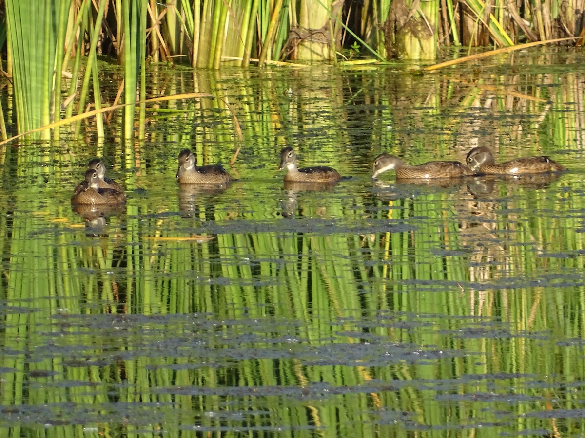 Wood Duck - ML638725436