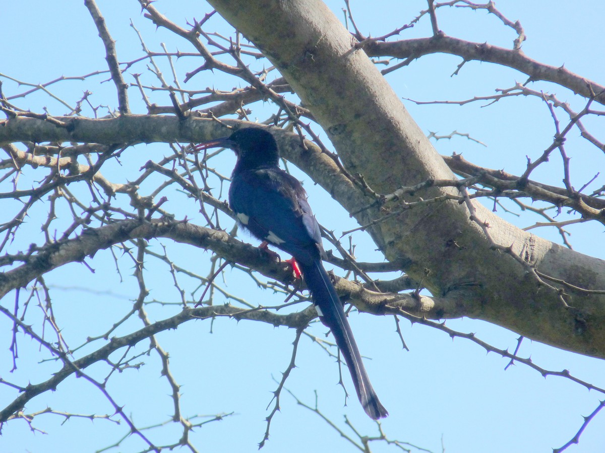 Green Woodhoopoe - ML638725450