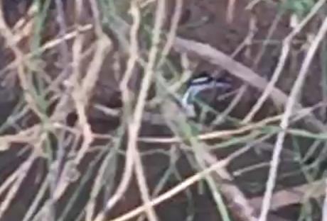 Sungrebe - ML638725471