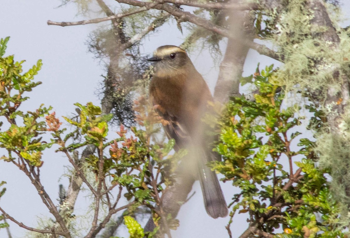 Brown-backed Chat-Tyrant - ML638725479