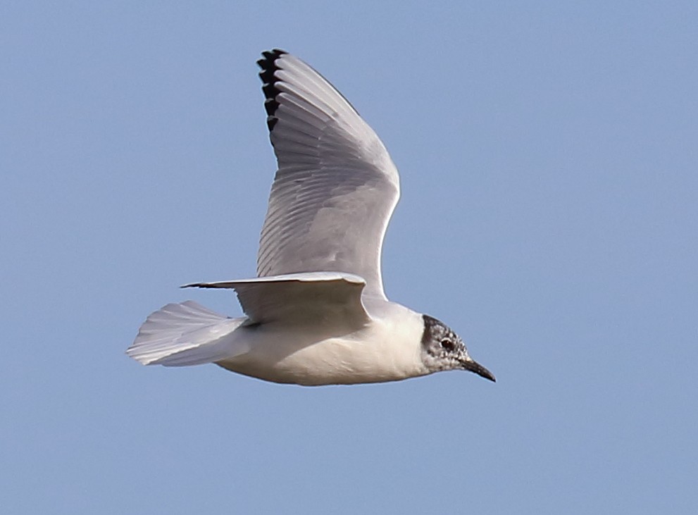 Bonaparte's Gull - ML638725497