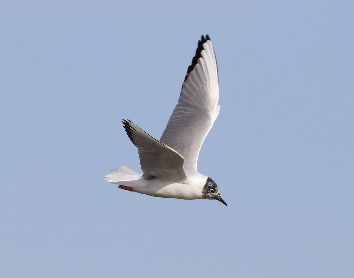 Bonaparte's Gull - ML638725539