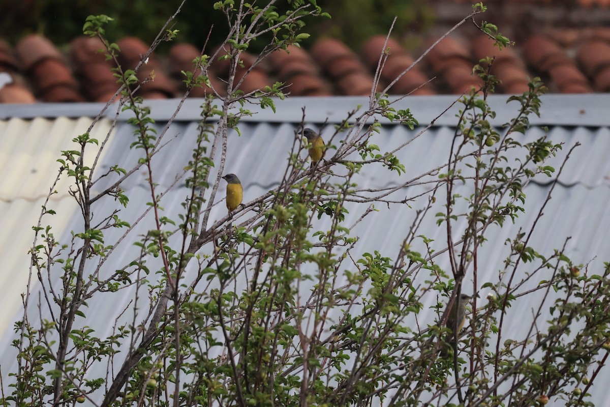 Blue-and-yellow Tanager - ML638725554