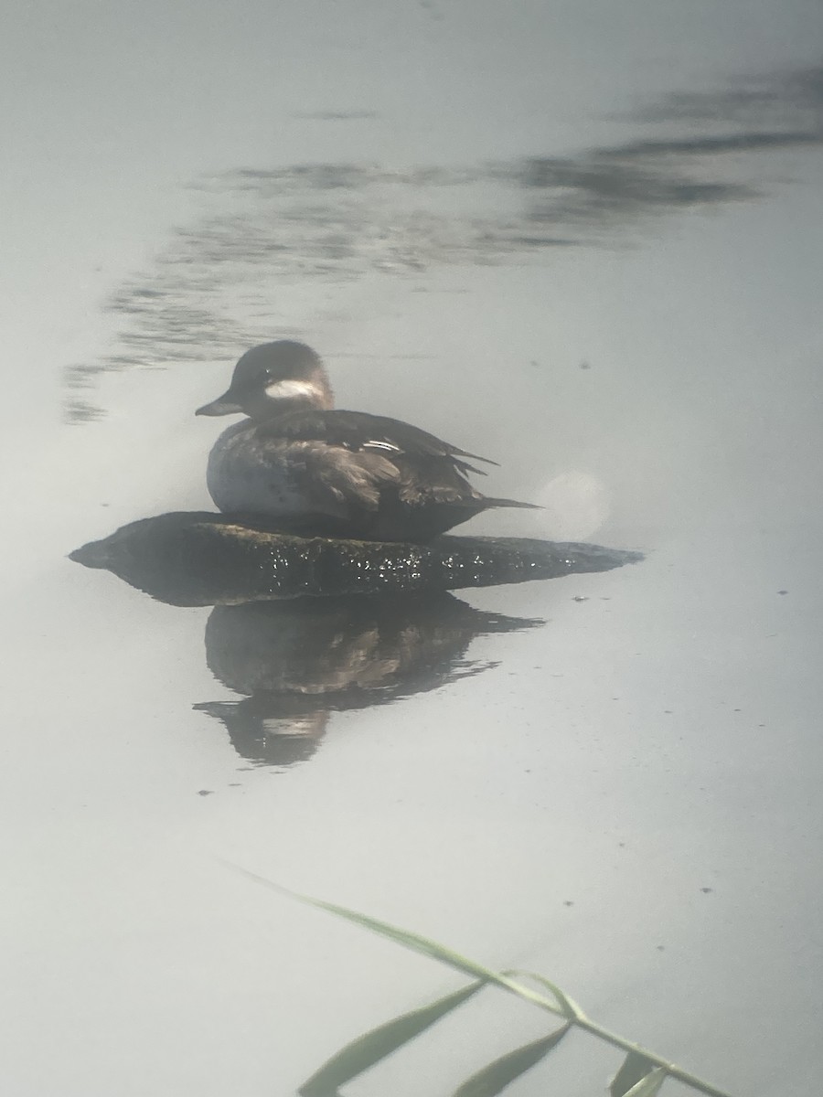 Bufflehead - ML638725572