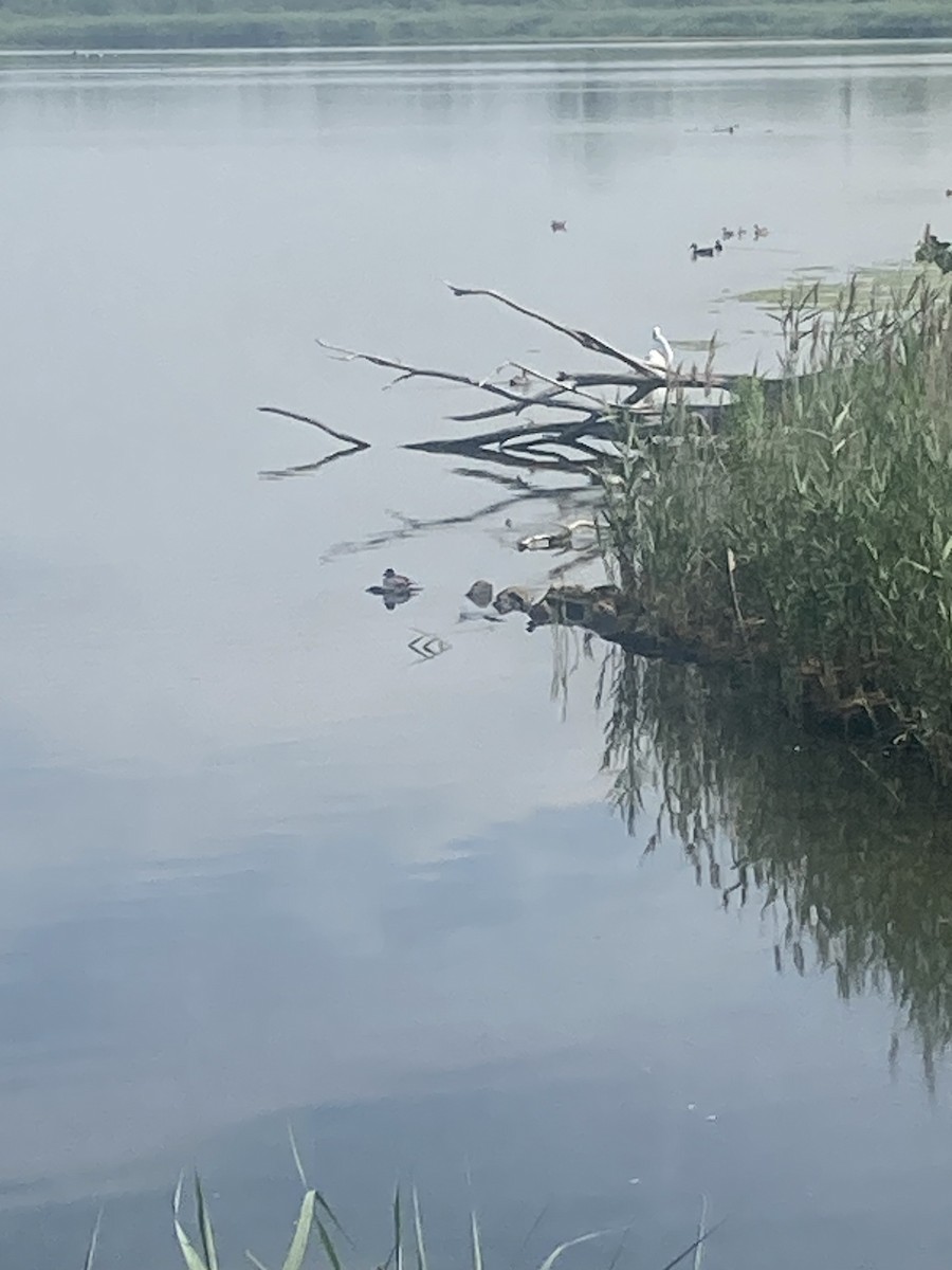 Bufflehead - ML638725576