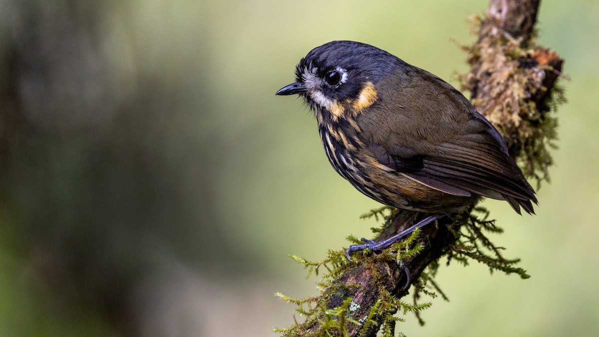 Crescent-faced Antpitta - ML638725604