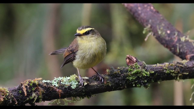 Yellow-bellied Chat-Tyrant - ML638725628