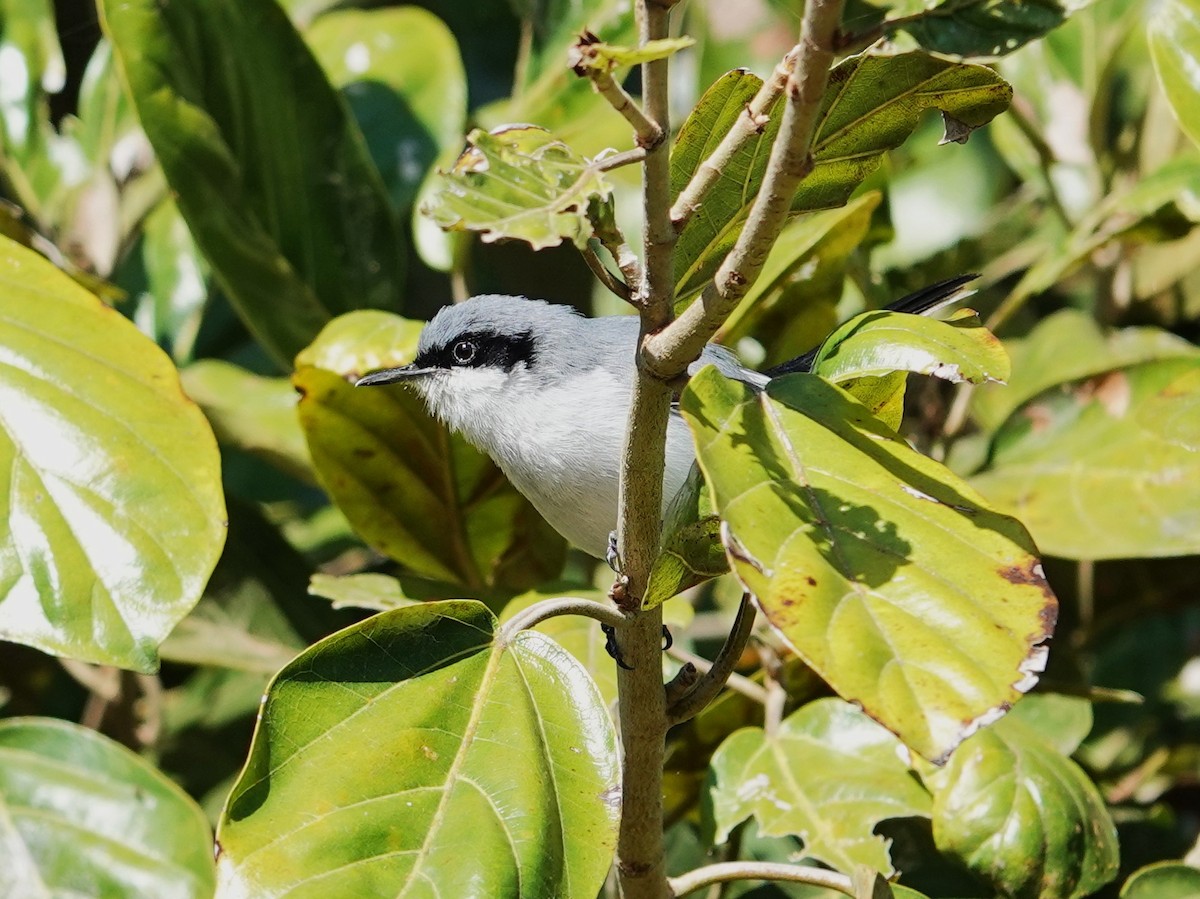 Masked Gnatcatcher - ML638725656
