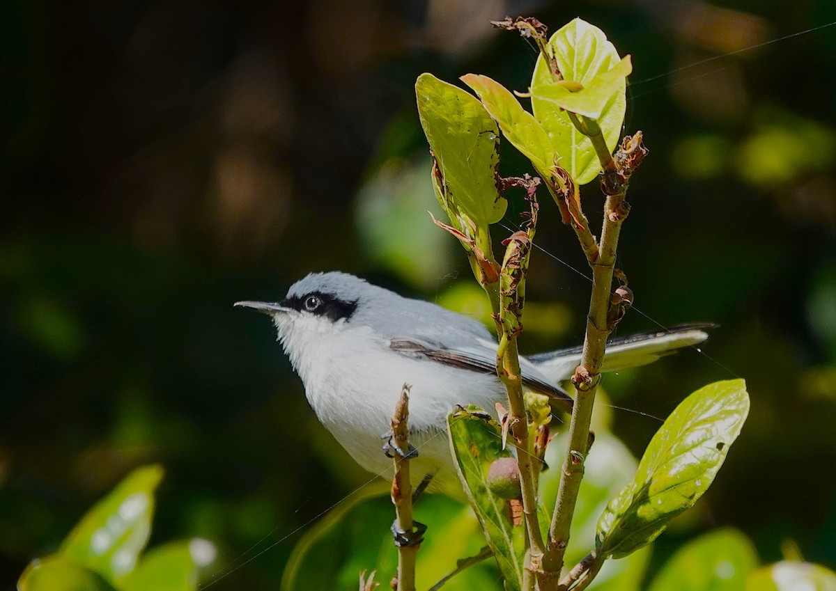 Masked Gnatcatcher - ML638725657