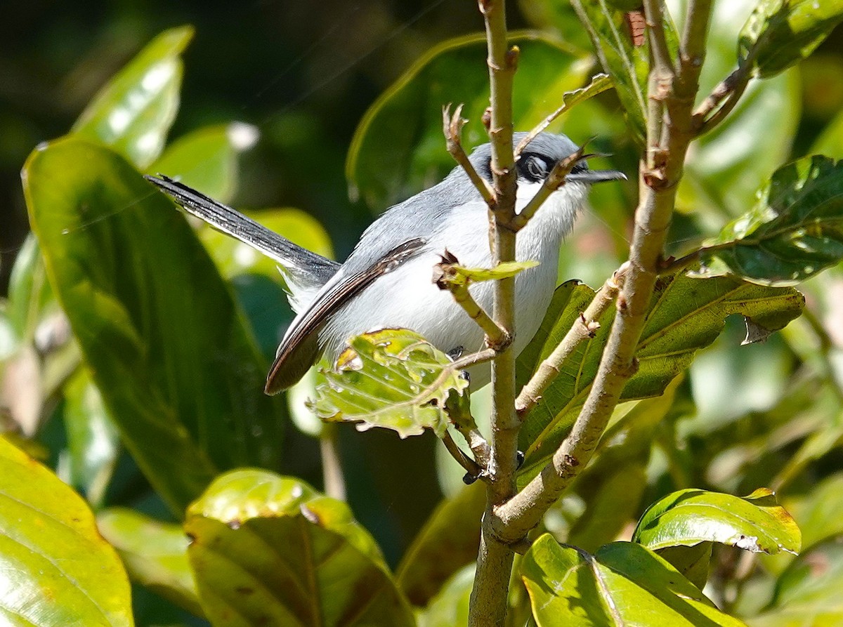 Masked Gnatcatcher - ML638725658
